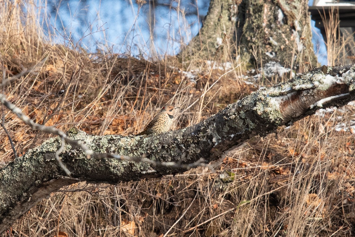 Northern Flicker - ML645691769