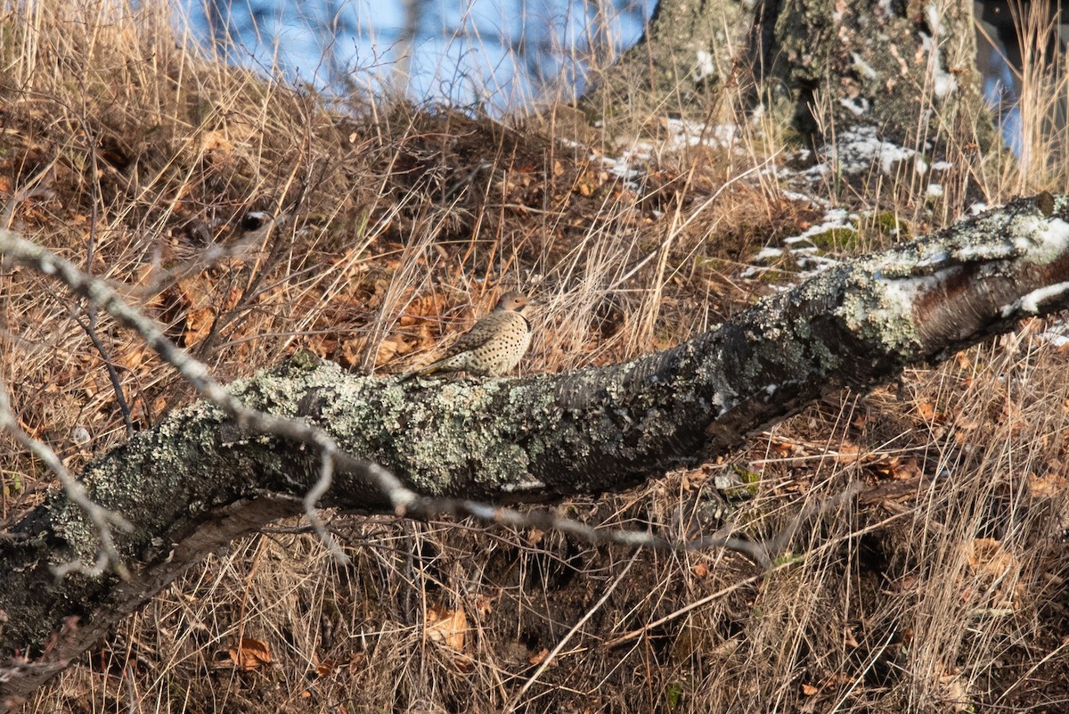 Northern Flicker - ML645691770
