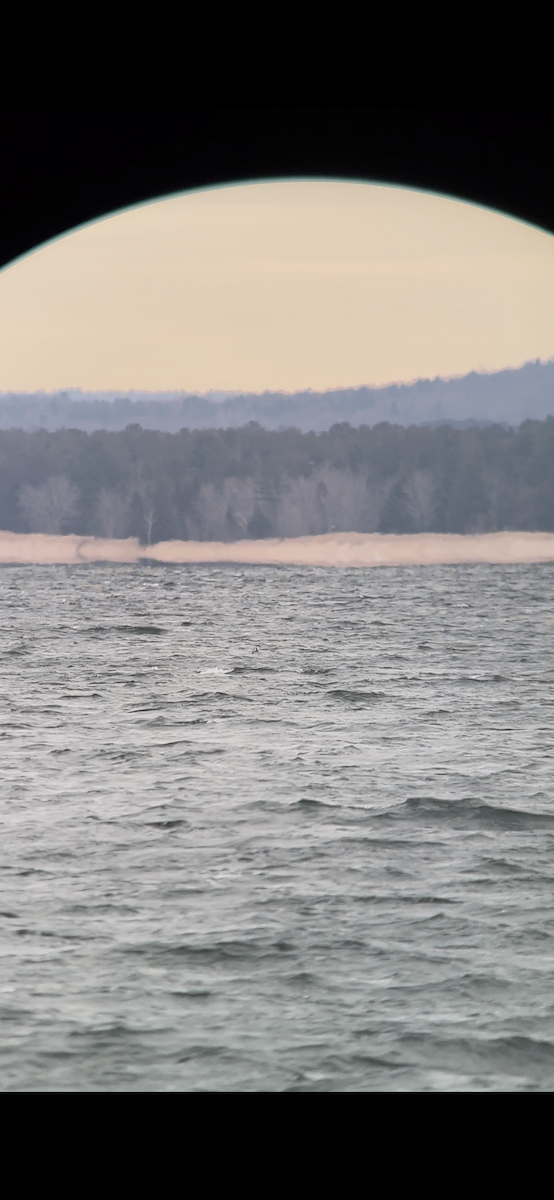 Western Grebe - ML645691777