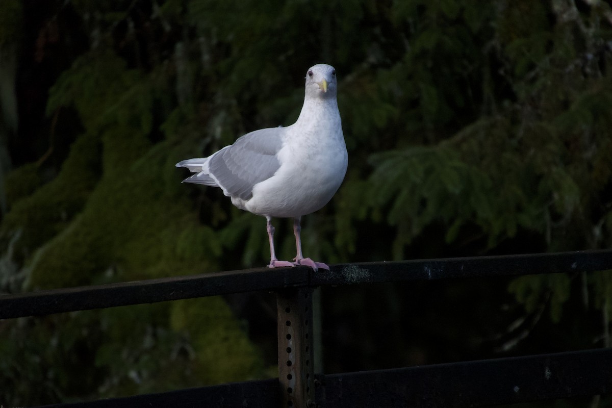 Glaucous-winged Gull - ML645691778