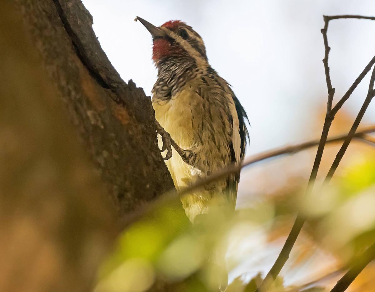 Yellow-bellied Sapsucker - ML645691779