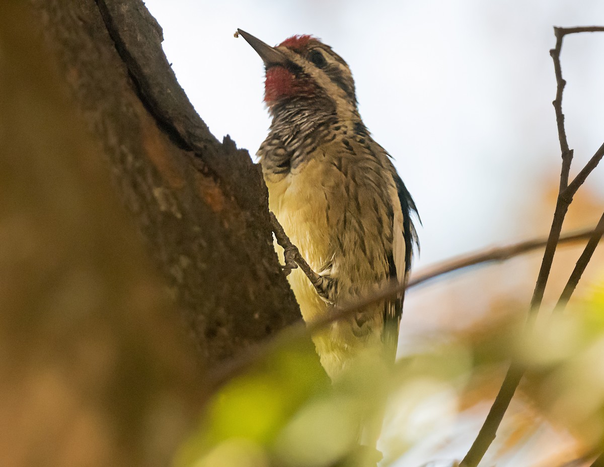Yellow-bellied Sapsucker - ML645691780
