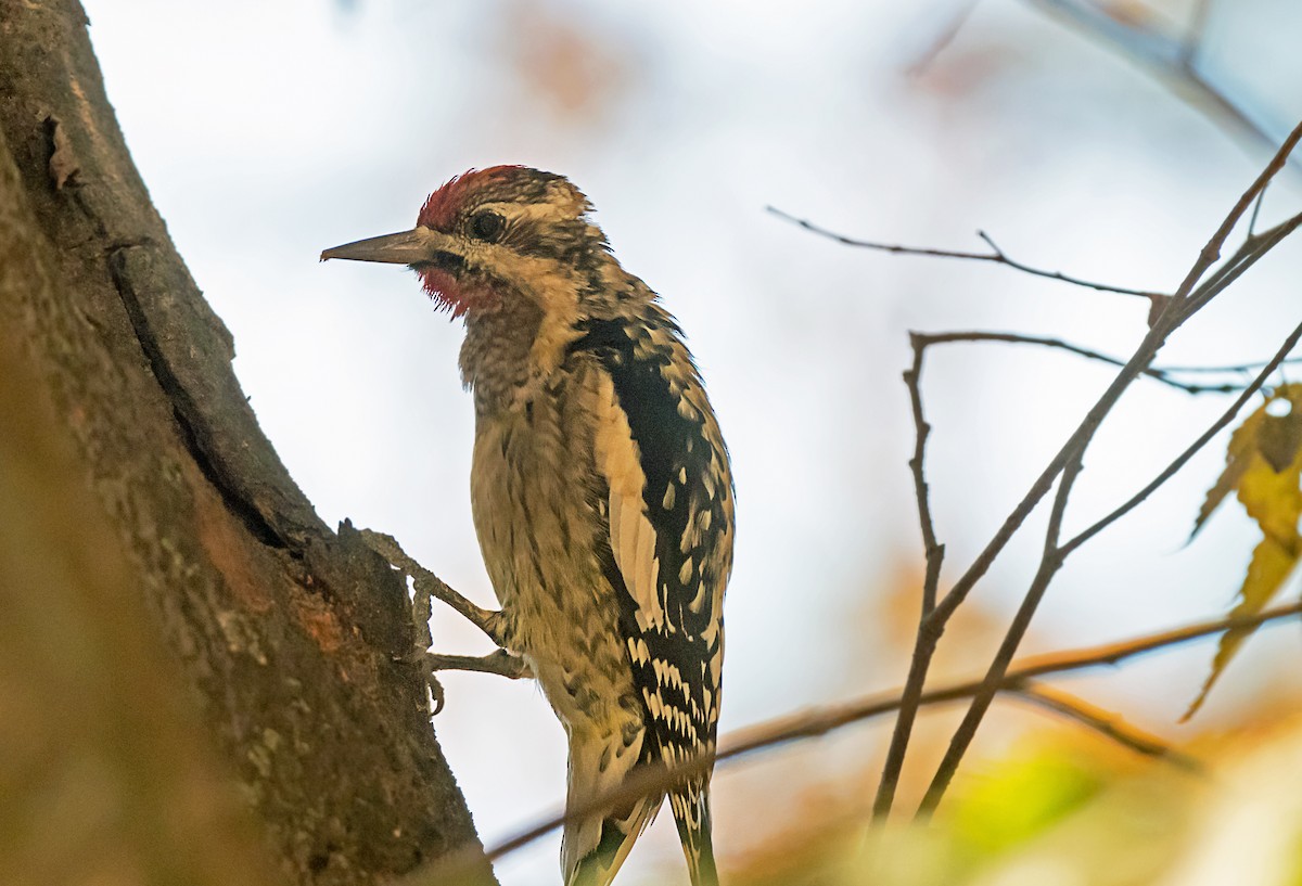 Yellow-bellied Sapsucker - ML645691781