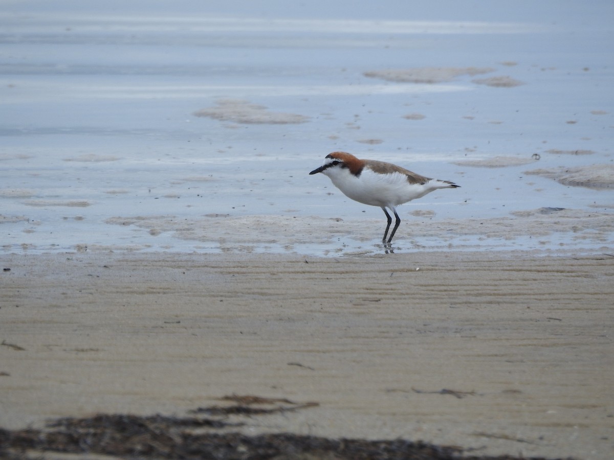 Red-capped Plover - ML645691782