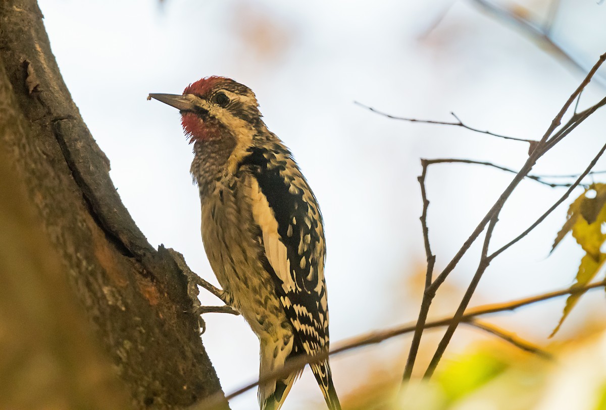 Yellow-bellied Sapsucker - ML645691783