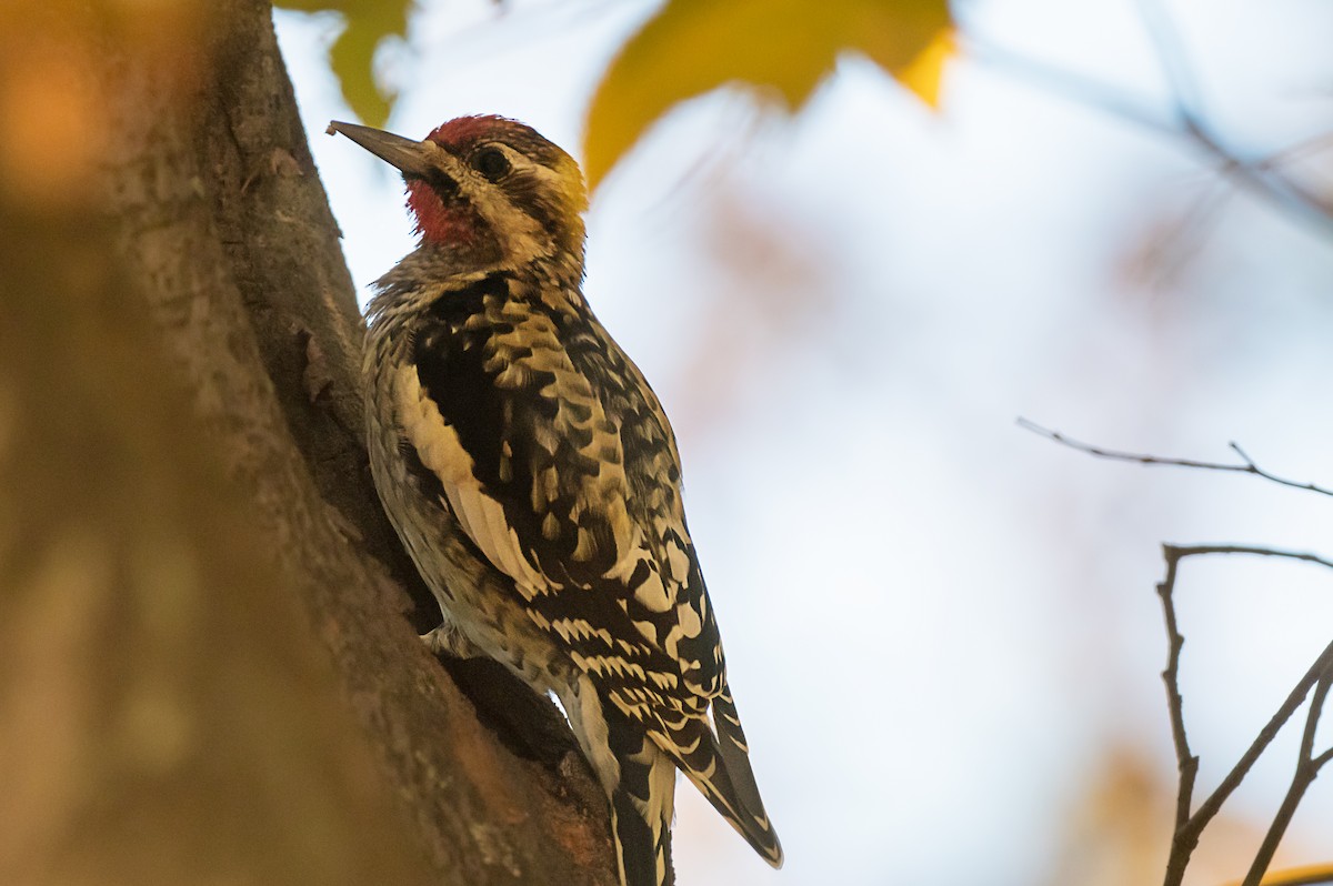 Yellow-bellied Sapsucker - ML645691784