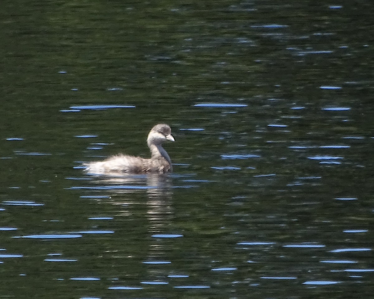 Hoary-headed Grebe - ML645691788