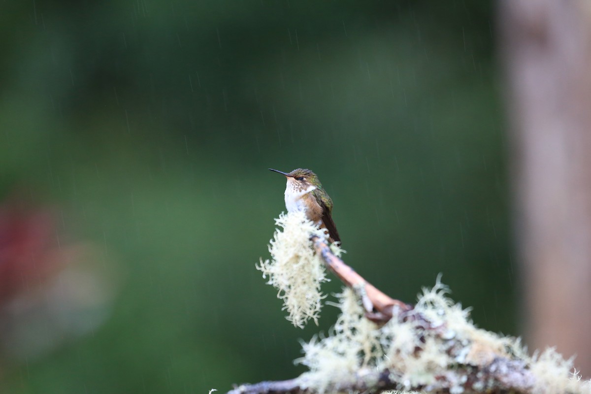 Volcano Hummingbird - ML645691789