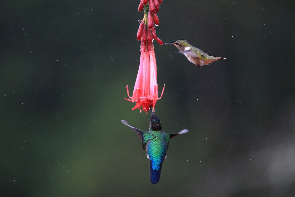 Volcano Hummingbird - ML645691790