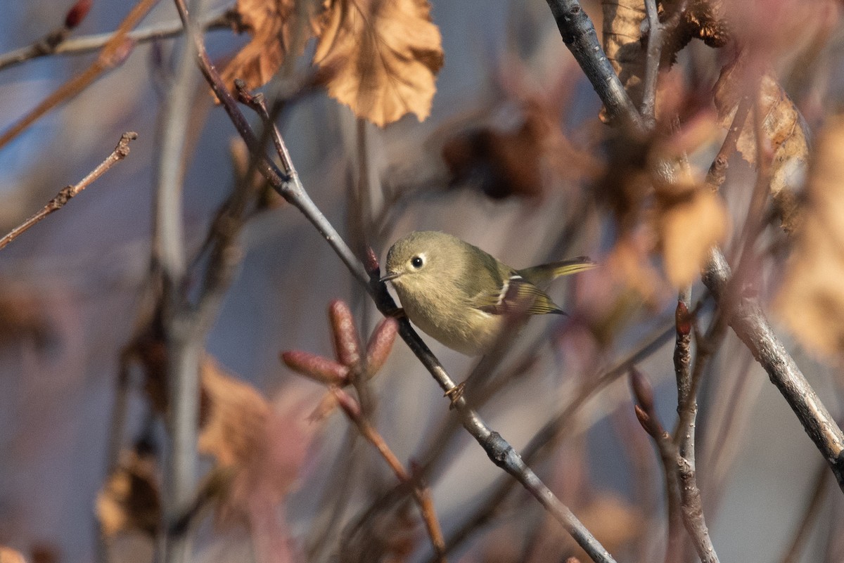 Ruby-crowned Kinglet - ML645691791