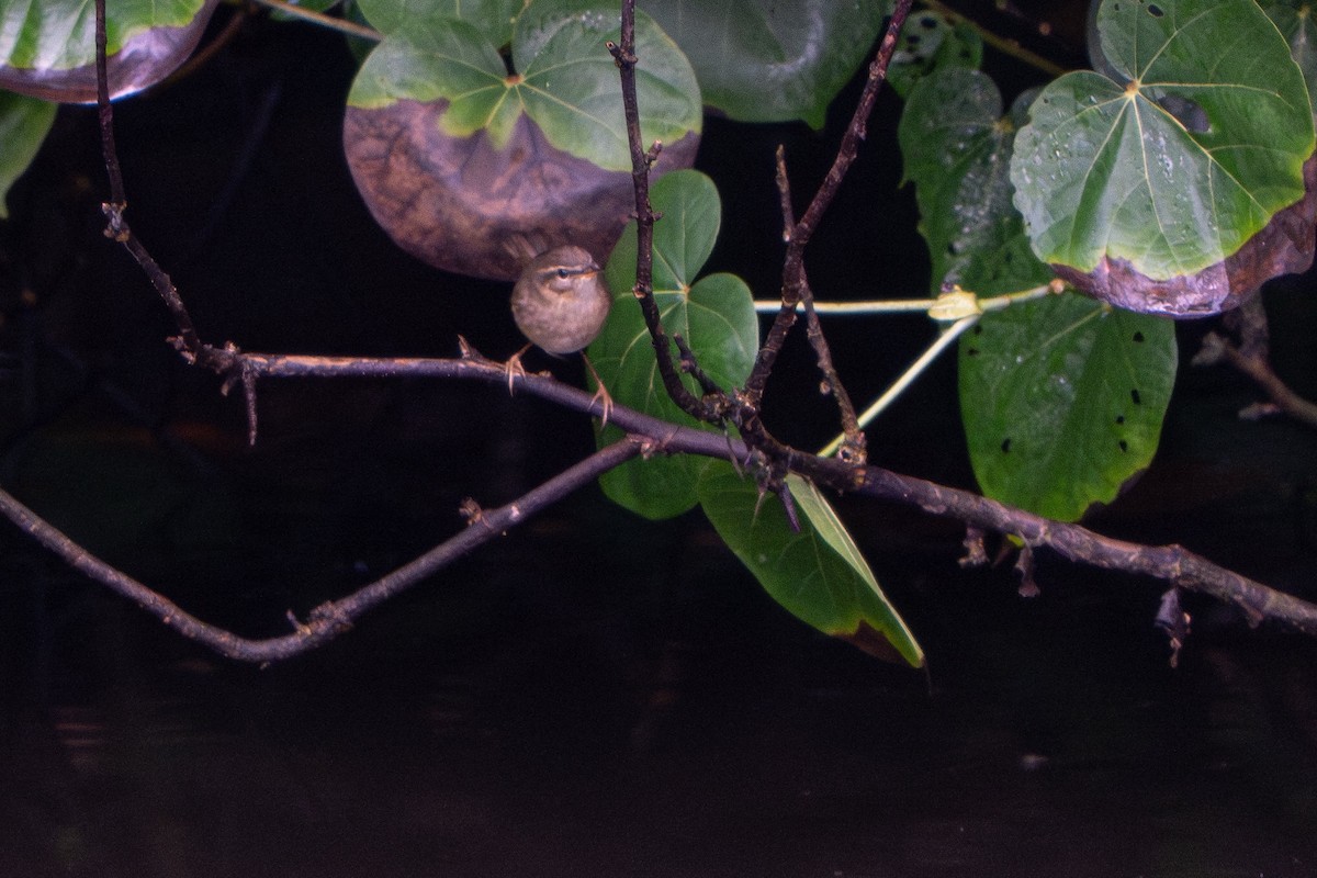 עלווית כהה - ML645691793