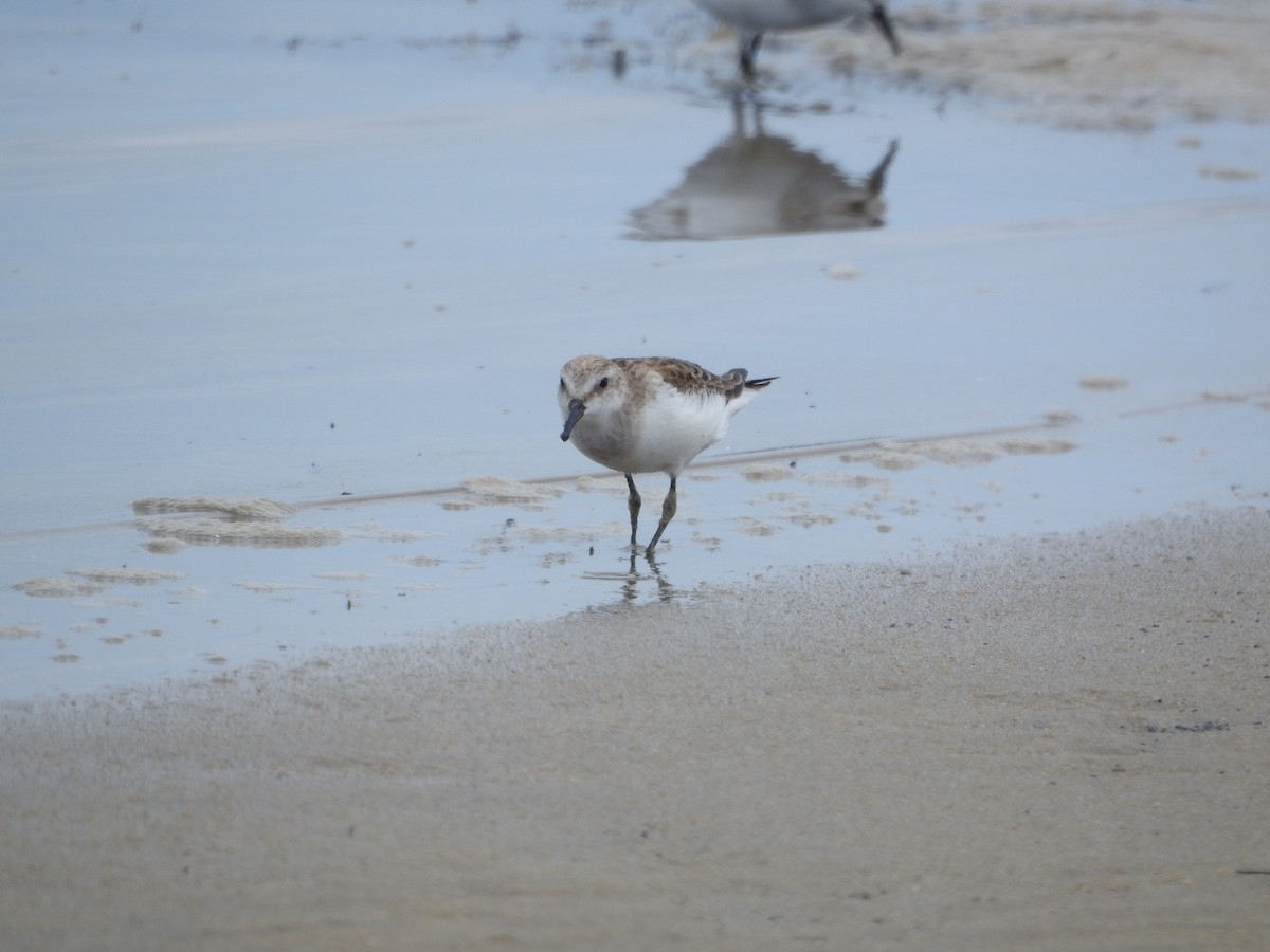 Red-necked Stint - ML645691797