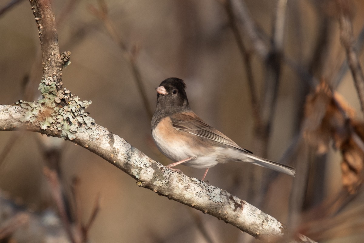 Dark-eyed Junco (Oregon) - ML645691803