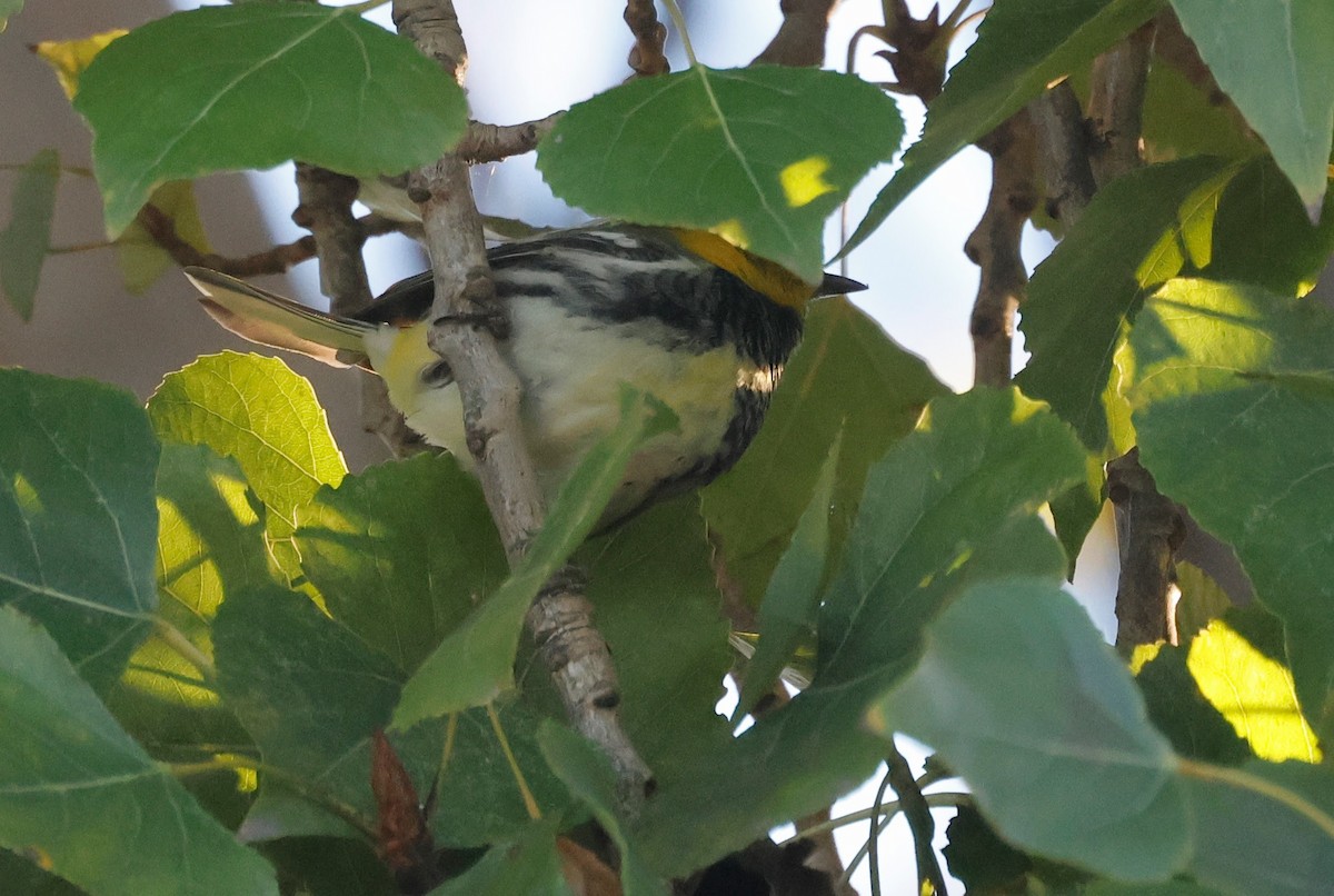 Black-throated Green Warbler - ML645691831