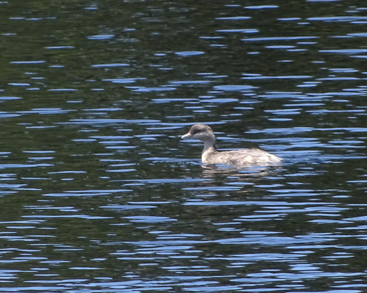 Hoary-headed Grebe - ML645691833