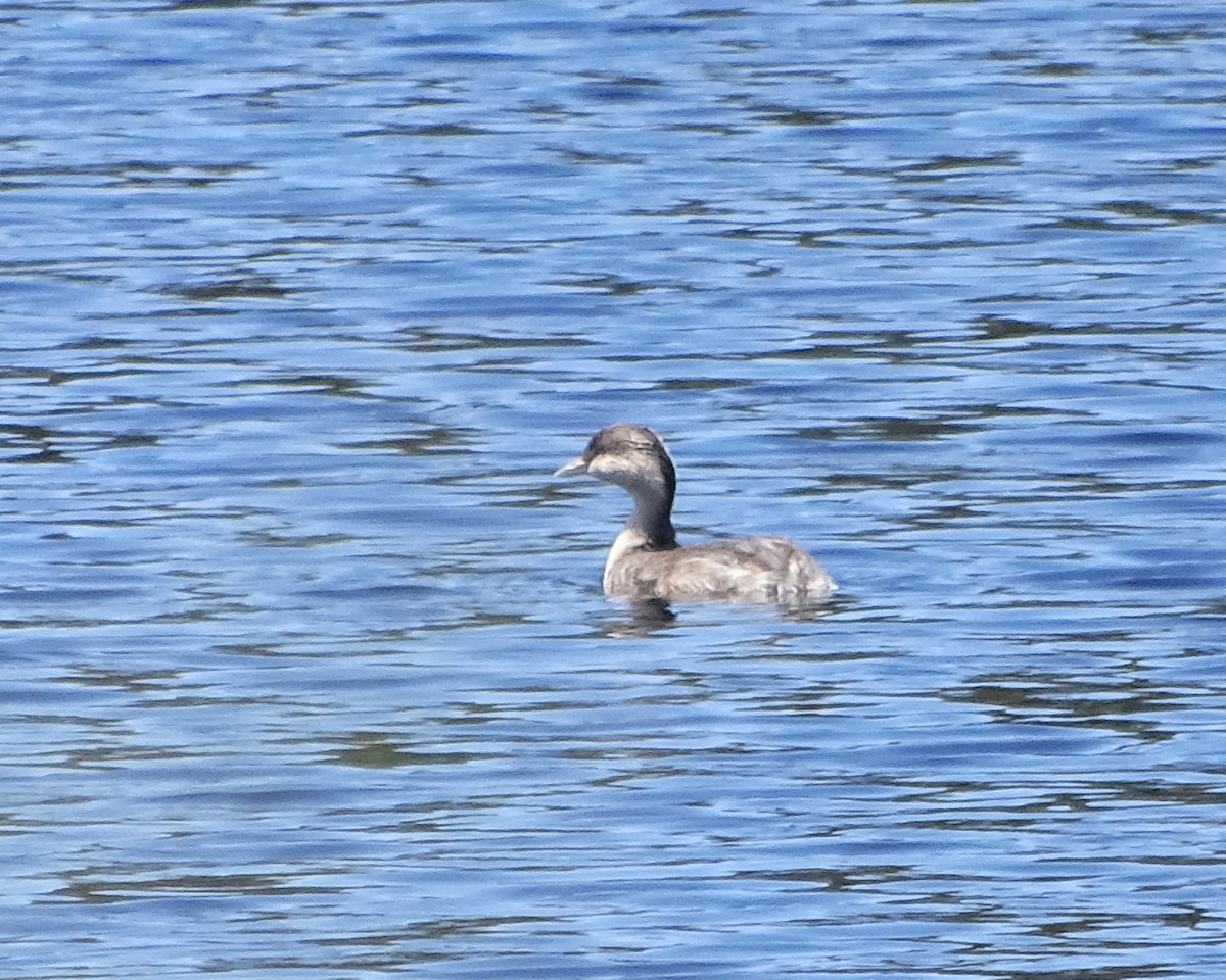Hoary-headed Grebe - ML645691836