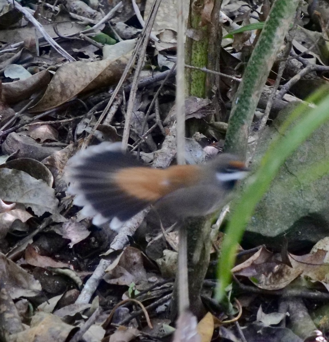 Australian Rufous Fantail - ML645691839