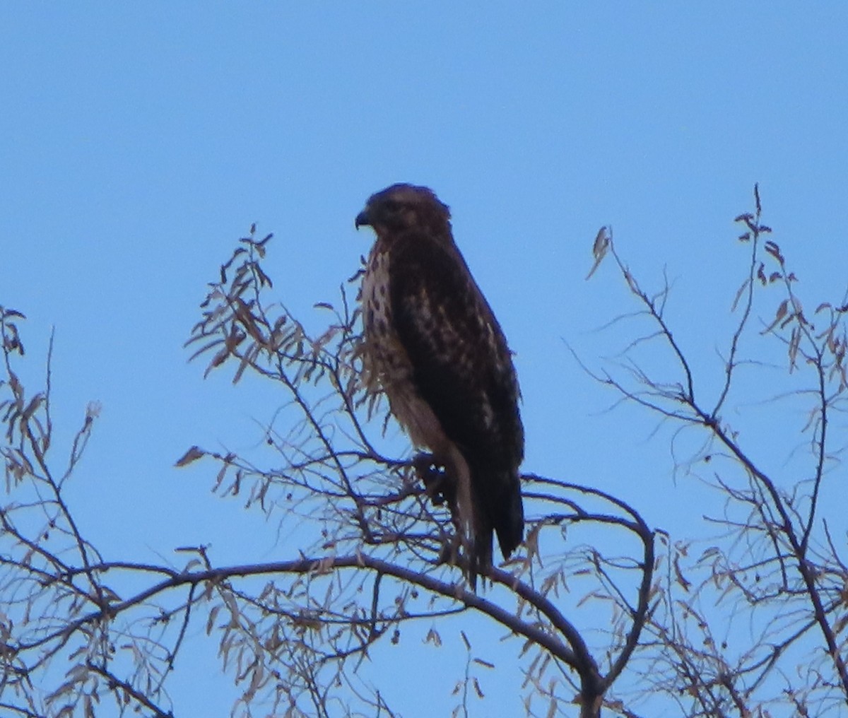 Red-tailed Hawk - ML645691853