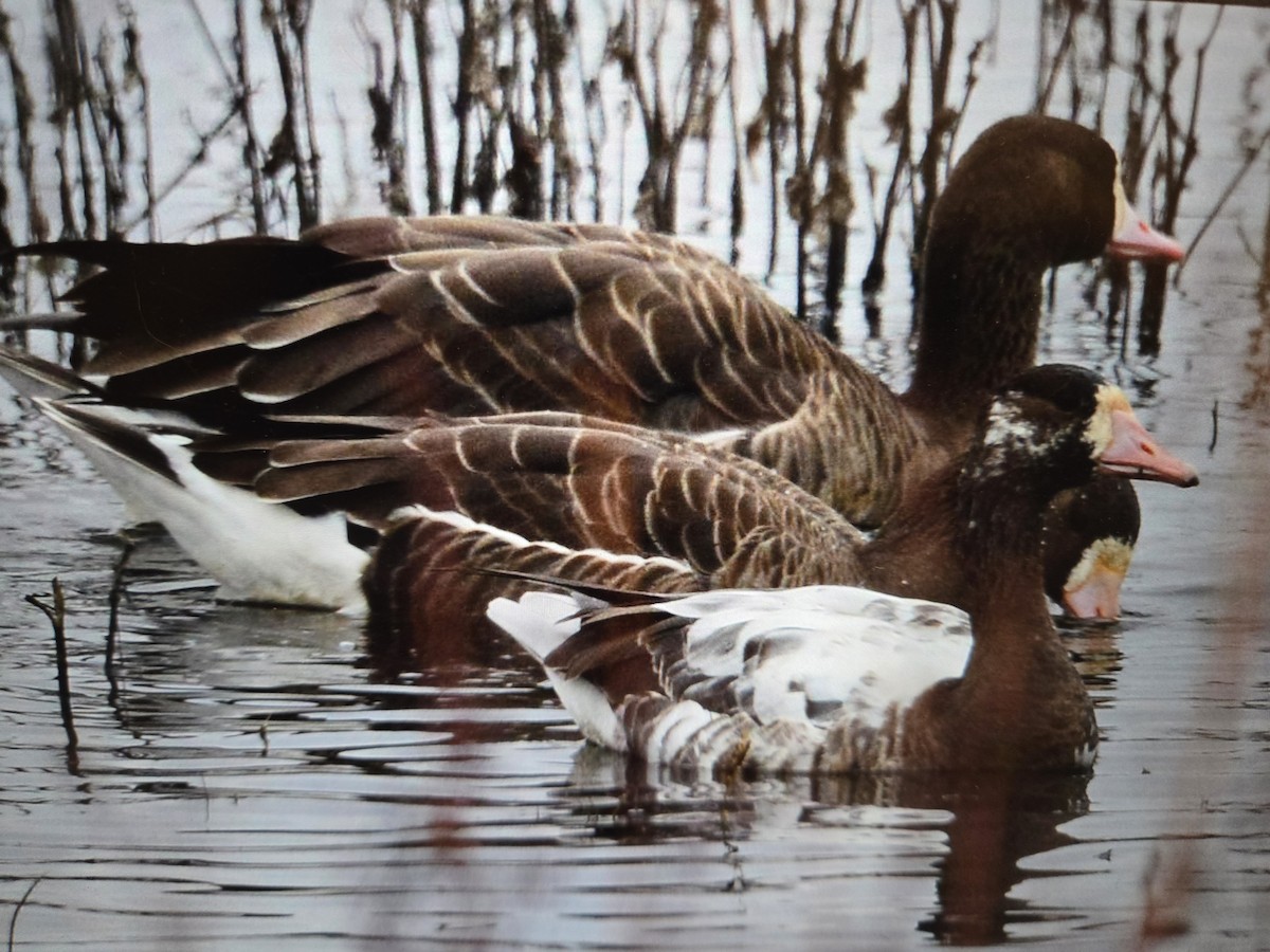 Greater White-fronted Goose - ML645691860