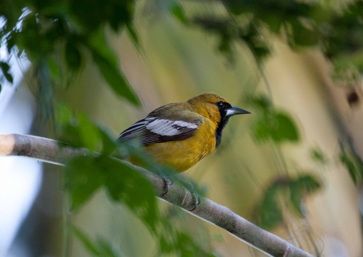 Jamaican Oriole - ML645691862