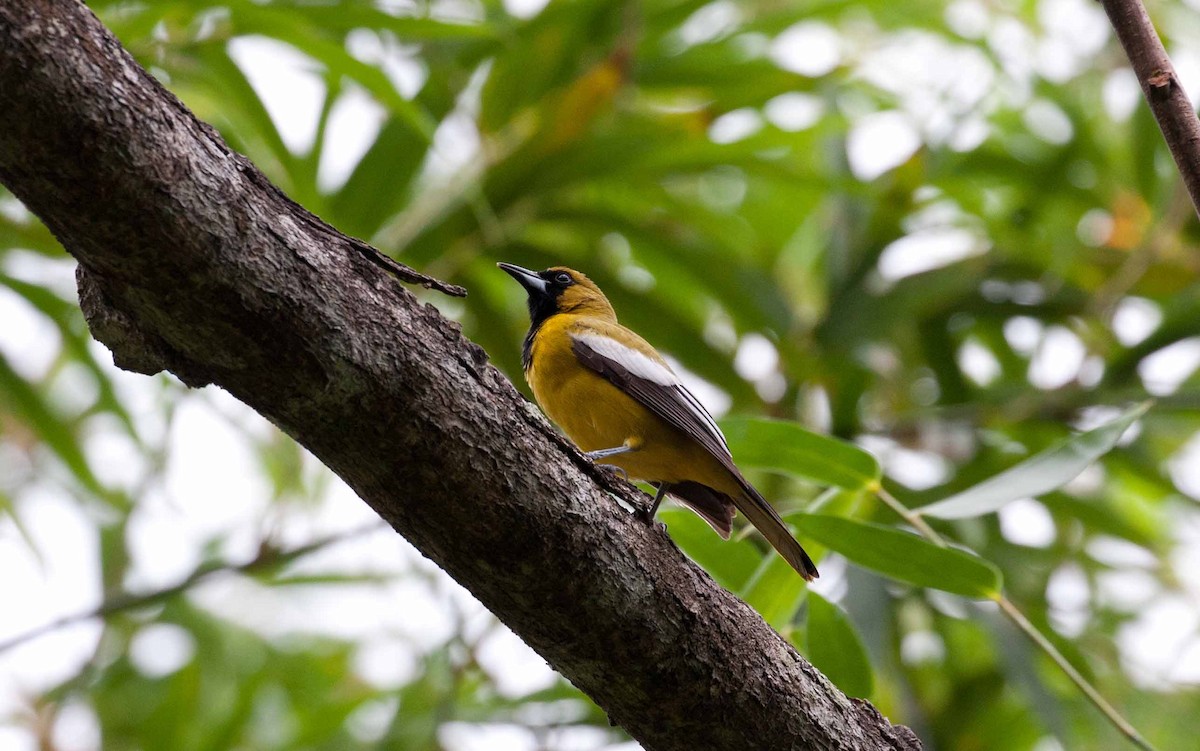 Jamaican Oriole - ML645691863