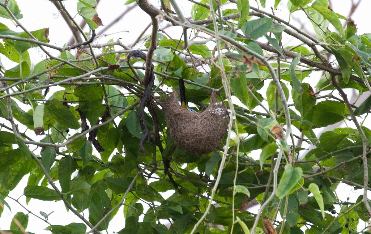 Jamaican Oriole - ML645691864