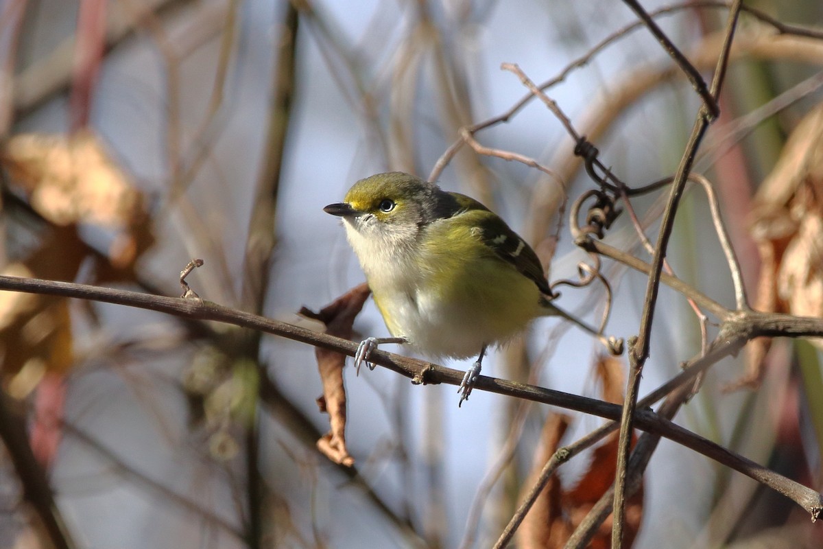 White-eyed Vireo - ML645691873
