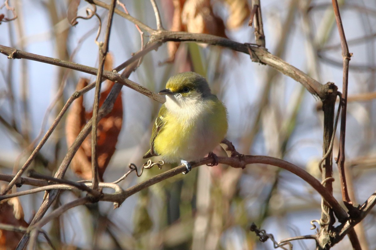 White-eyed Vireo - ML645691875