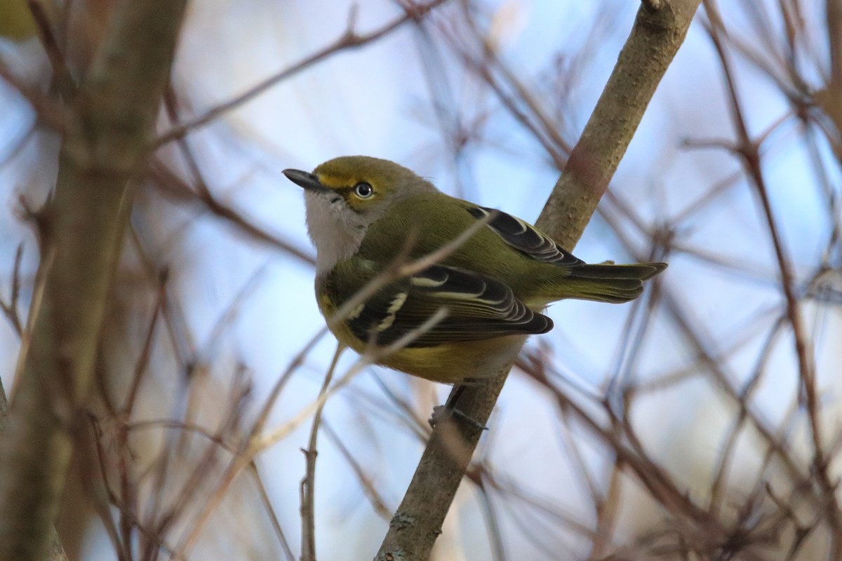 White-eyed Vireo - ML645691878