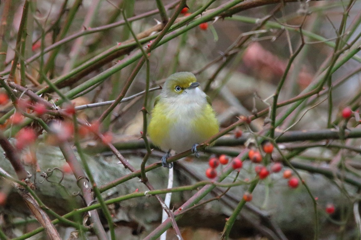 White-eyed Vireo - ML645691879