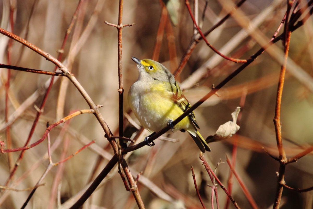 White-eyed Vireo - ML645691881