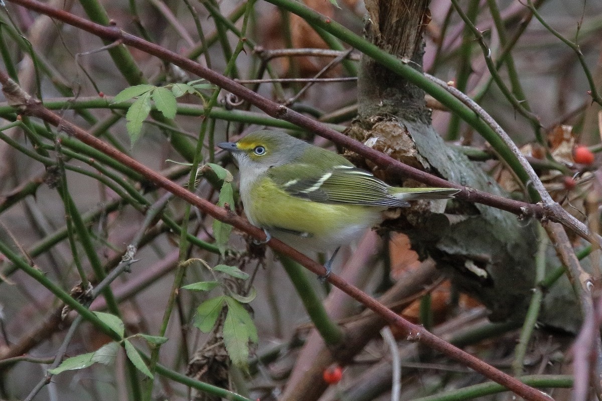 White-eyed Vireo - ML645691882