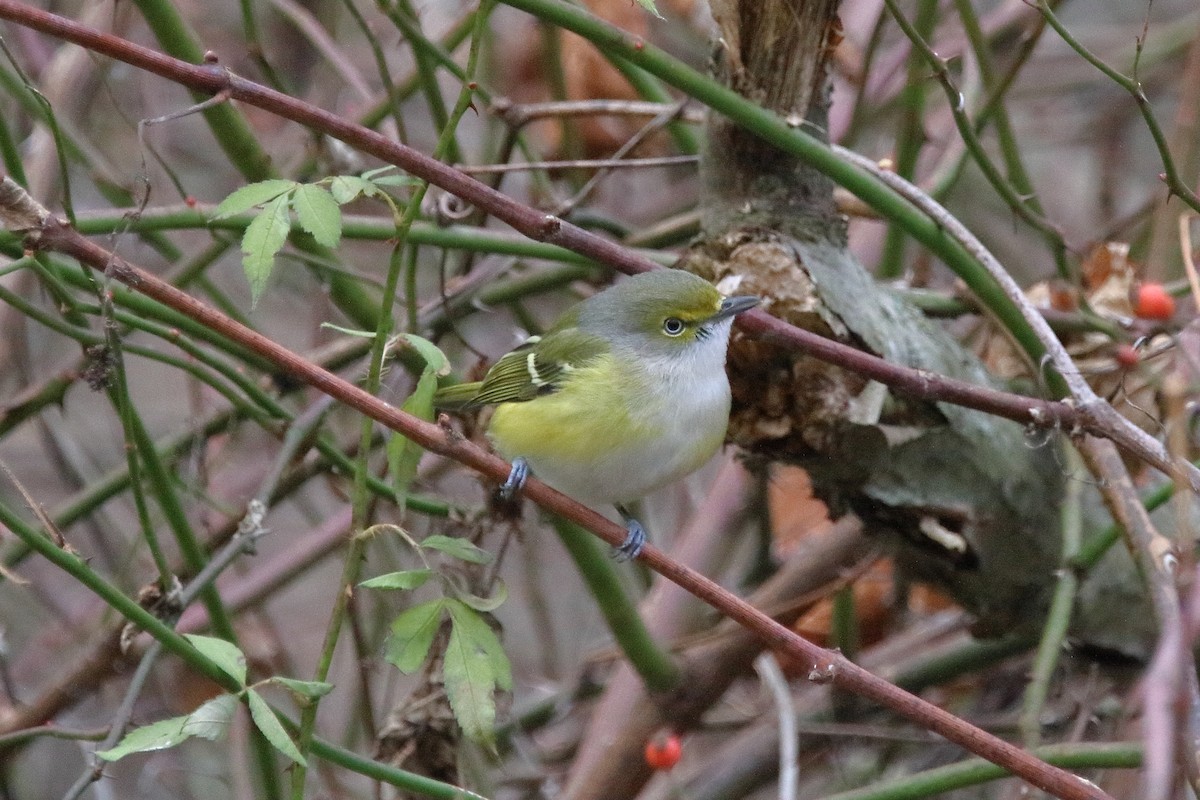 White-eyed Vireo - ML645691883