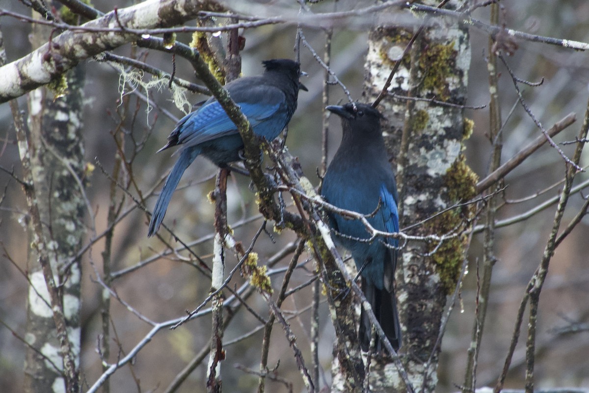 Steller's Jay - ML645691891