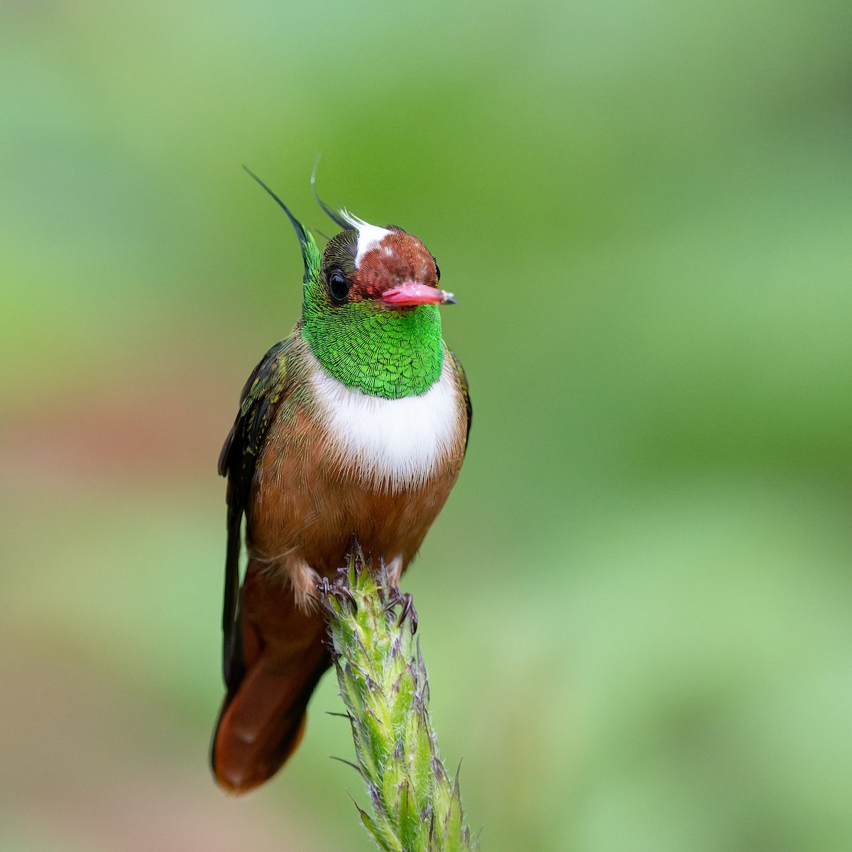 White-crested Coquette - ML645691895