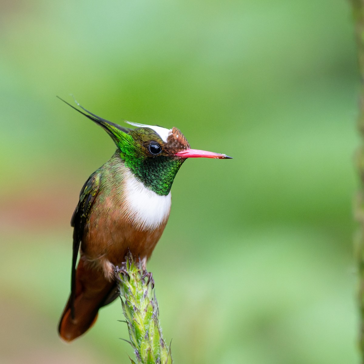 White-crested Coquette - ML645691896