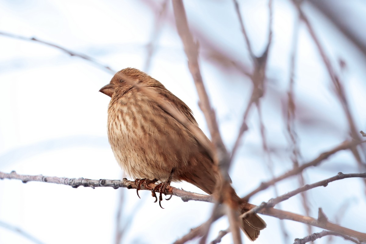 Roselin familier - ML645691898