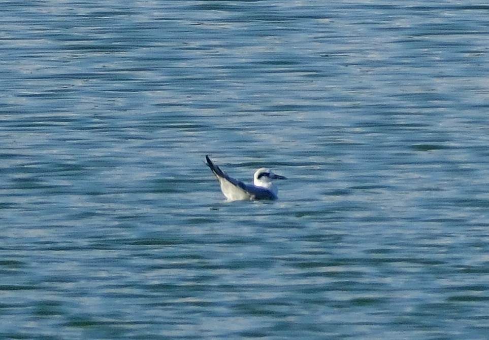 Forster's Tern - ML645691903