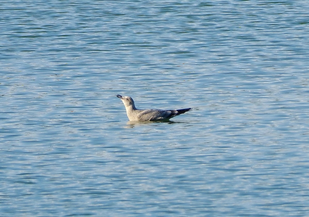 Бэсрэг цахлай - ML645691908