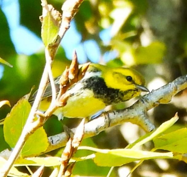 Black-throated Green Warbler - ML645691921