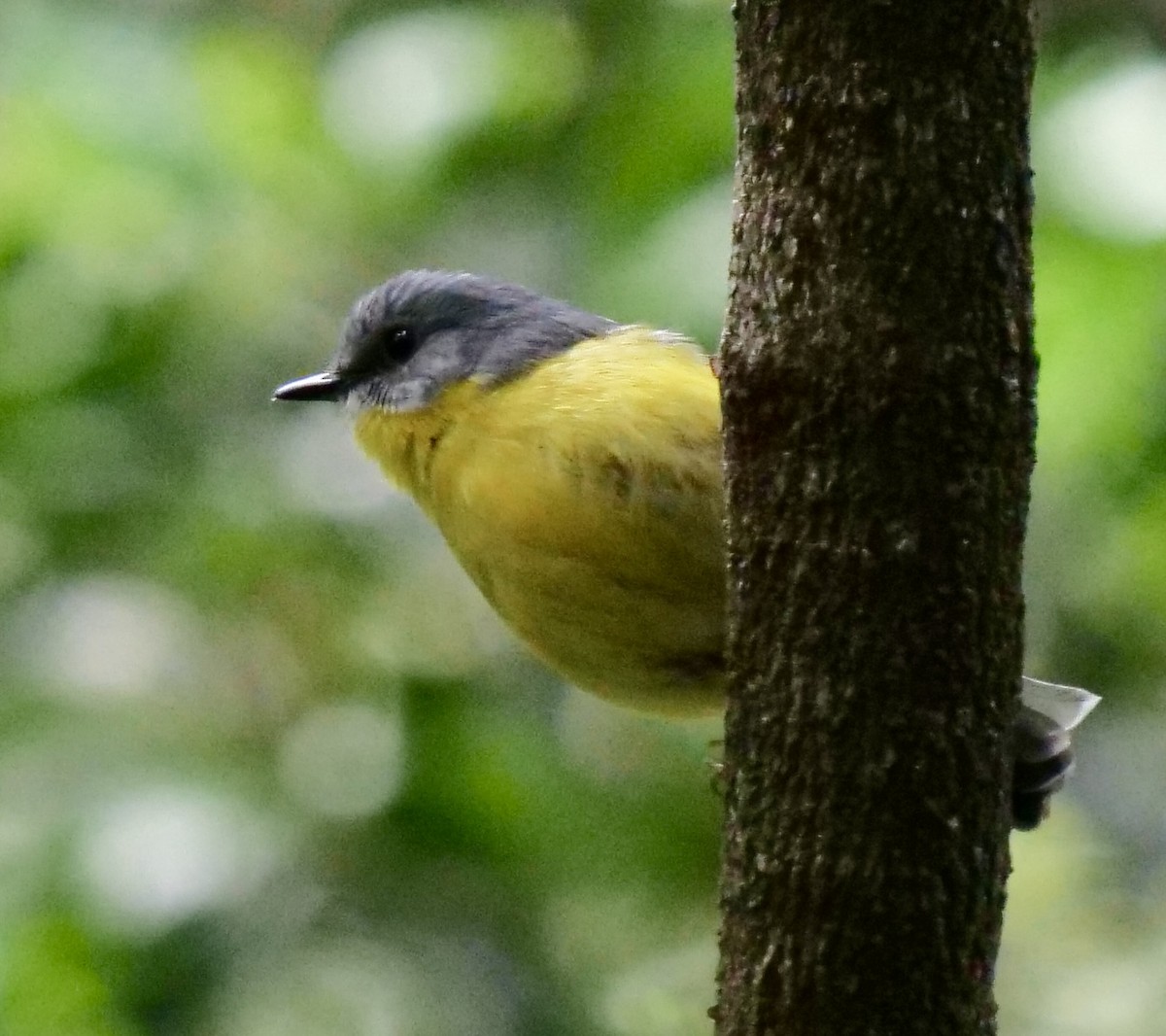 lejsčík žlutý - ML645691923