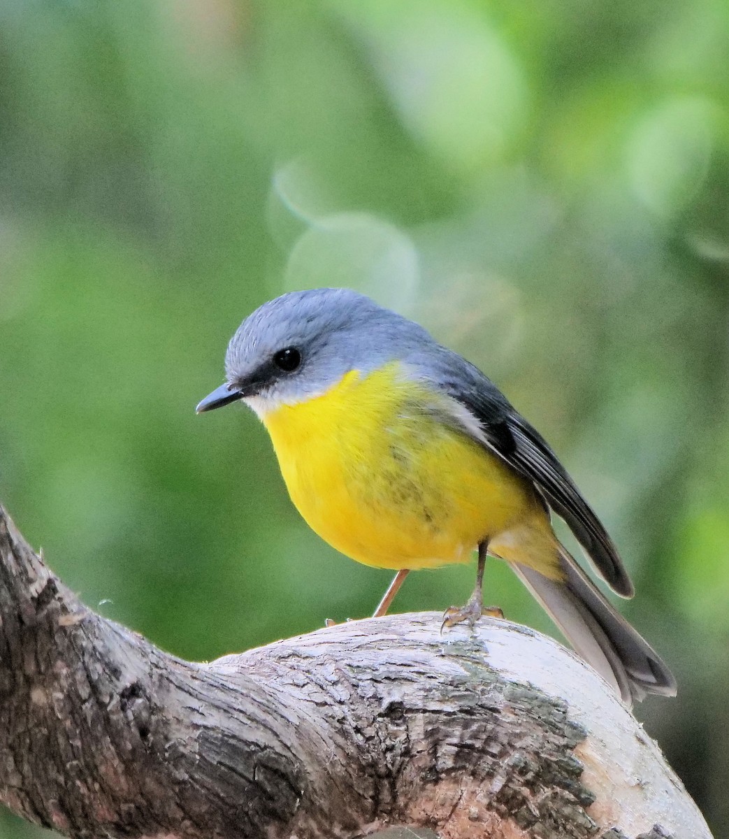 lejsčík žlutý - ML645691924