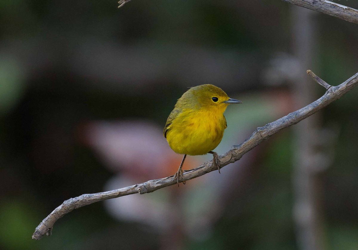 Mangrove Yellow Warbler - ML645691925