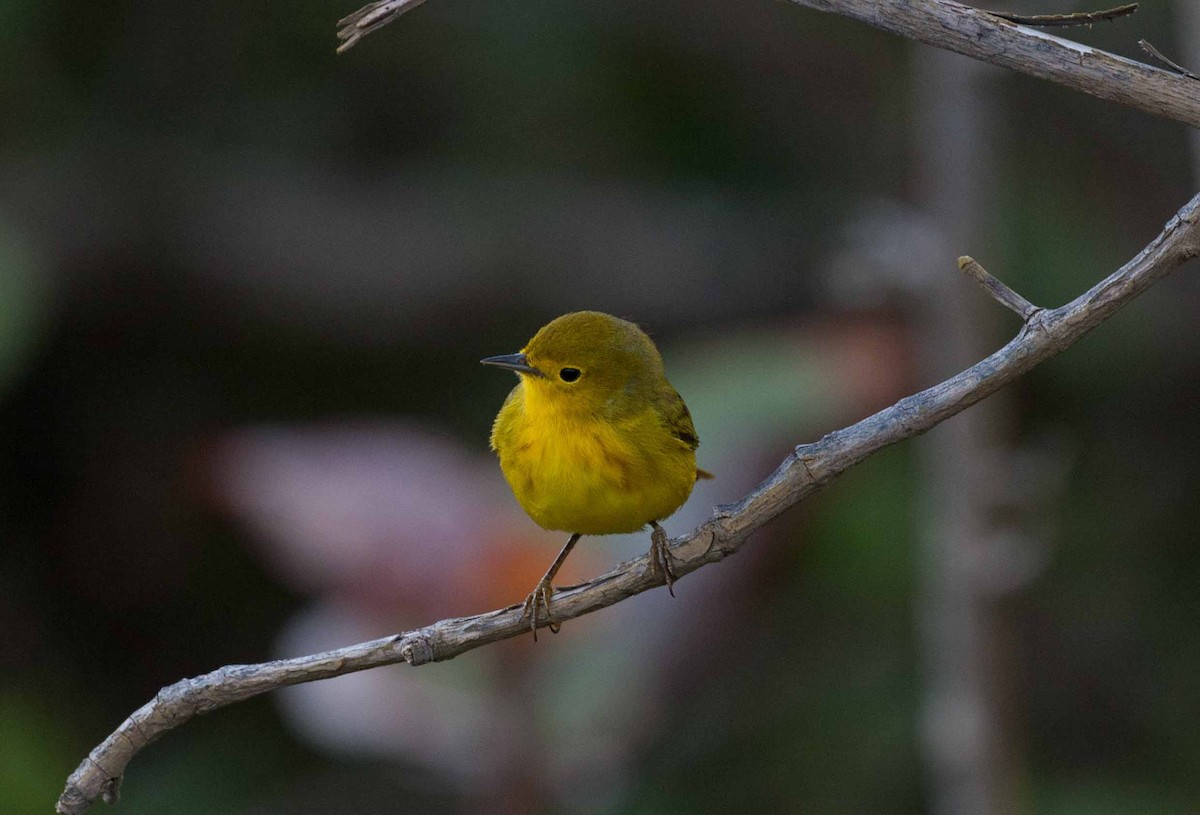 Mangrove Yellow Warbler - ML645691926