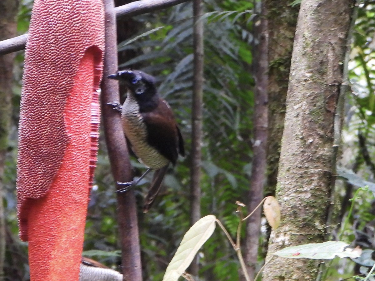 Western Parotia - ML645691929
