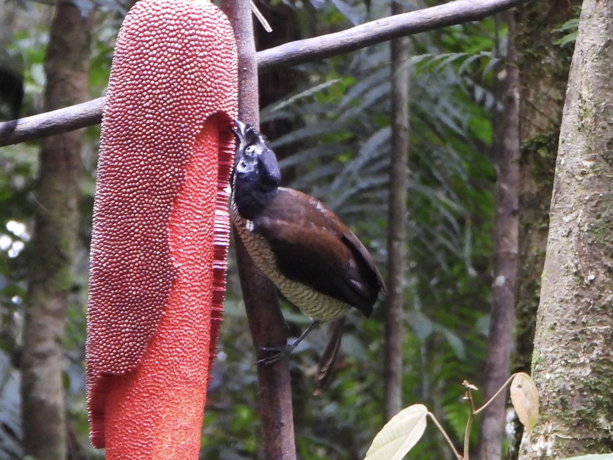 Western Parotia - ML645691930