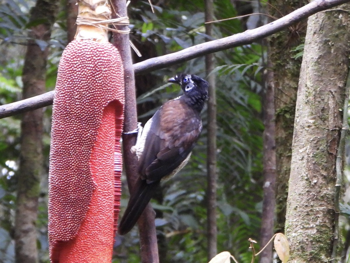 Western Parotia - ML645691931
