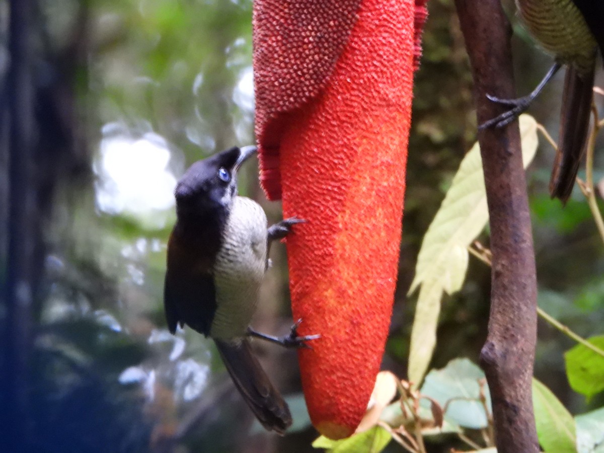 Western Parotia - ML645691932