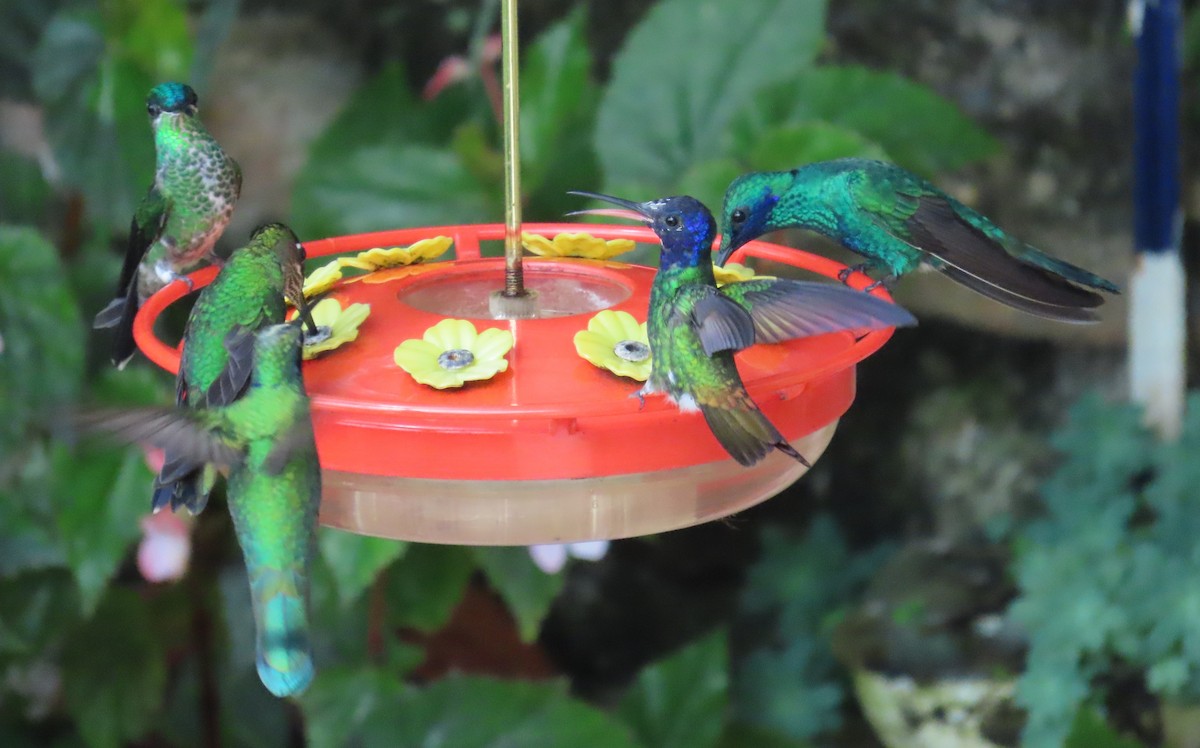 kolibřík zlatochvostý - ML645691970