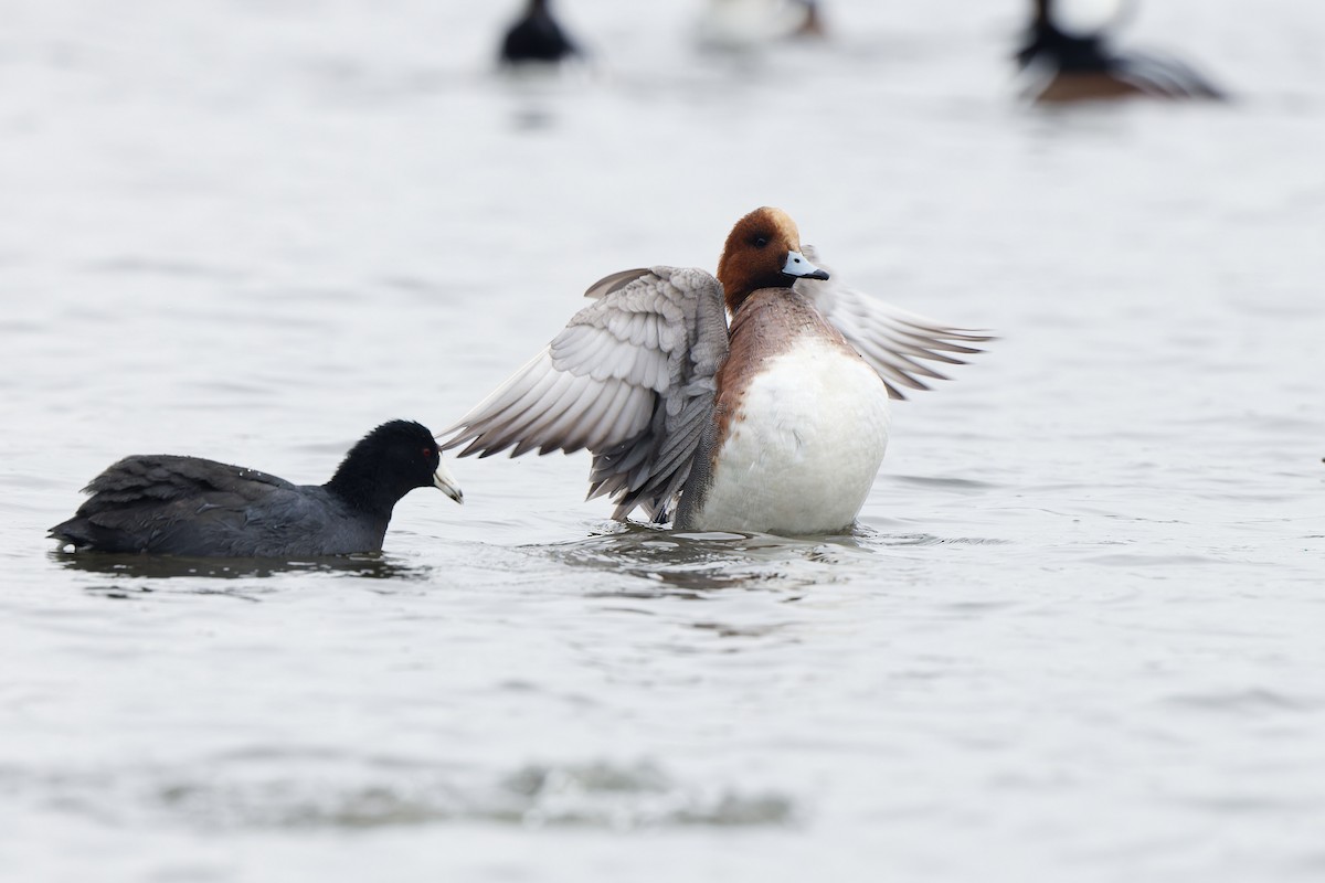 Eurasian Wigeon - ML645691978